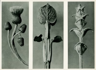 Estudo de três espécies de plantas. 1929 (fotogravura) de Karl Blossfeldt